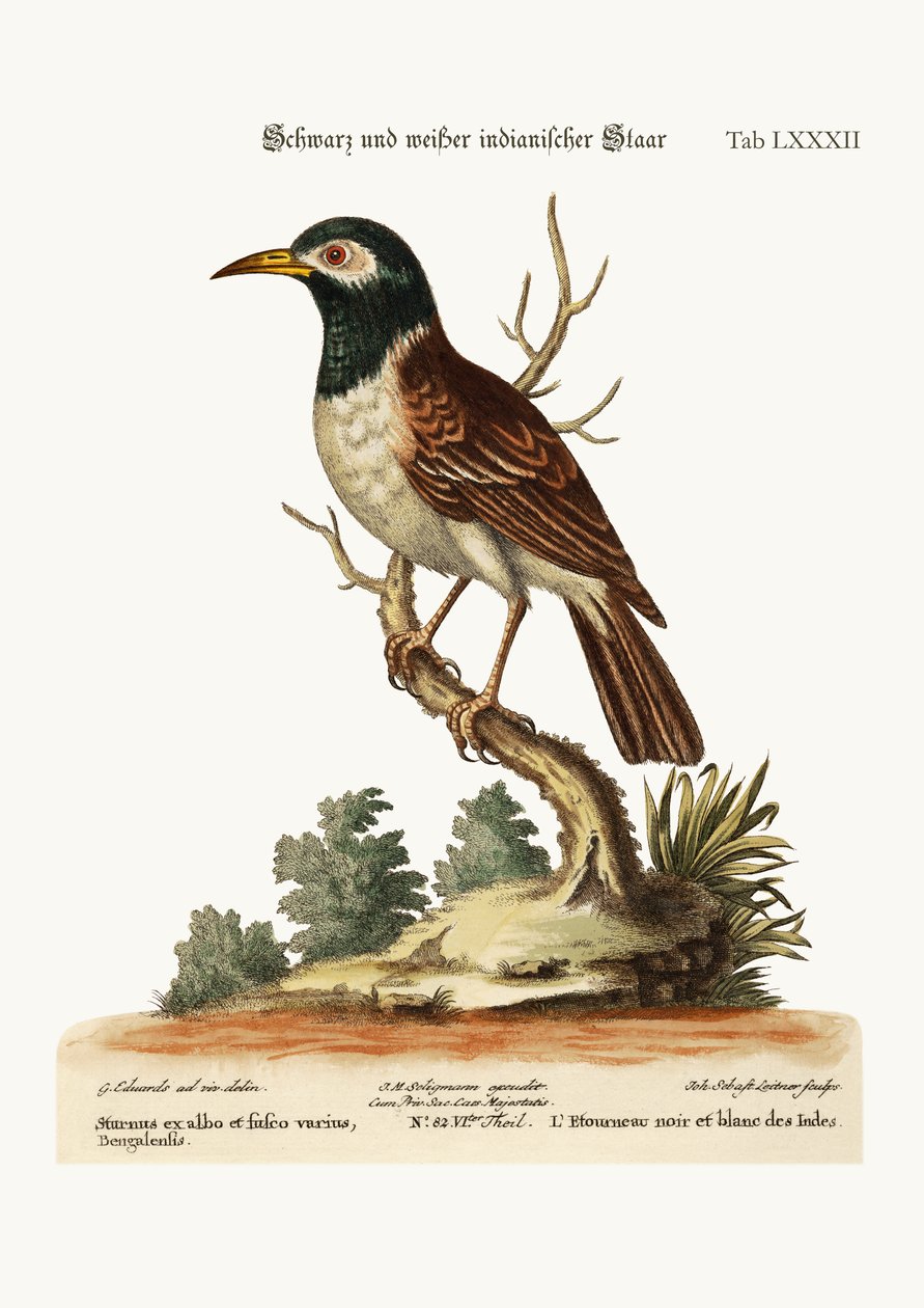 Siyah Beyaz Kızılderili Starling, 1749-73 by George Edwards