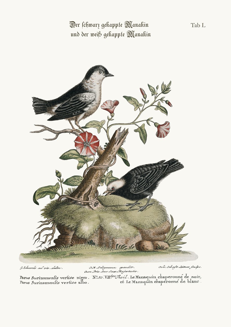 Siyah Şapkalı Manakin ve Beyaz Şapkalı Manakin, 1749-73 by George Edwards