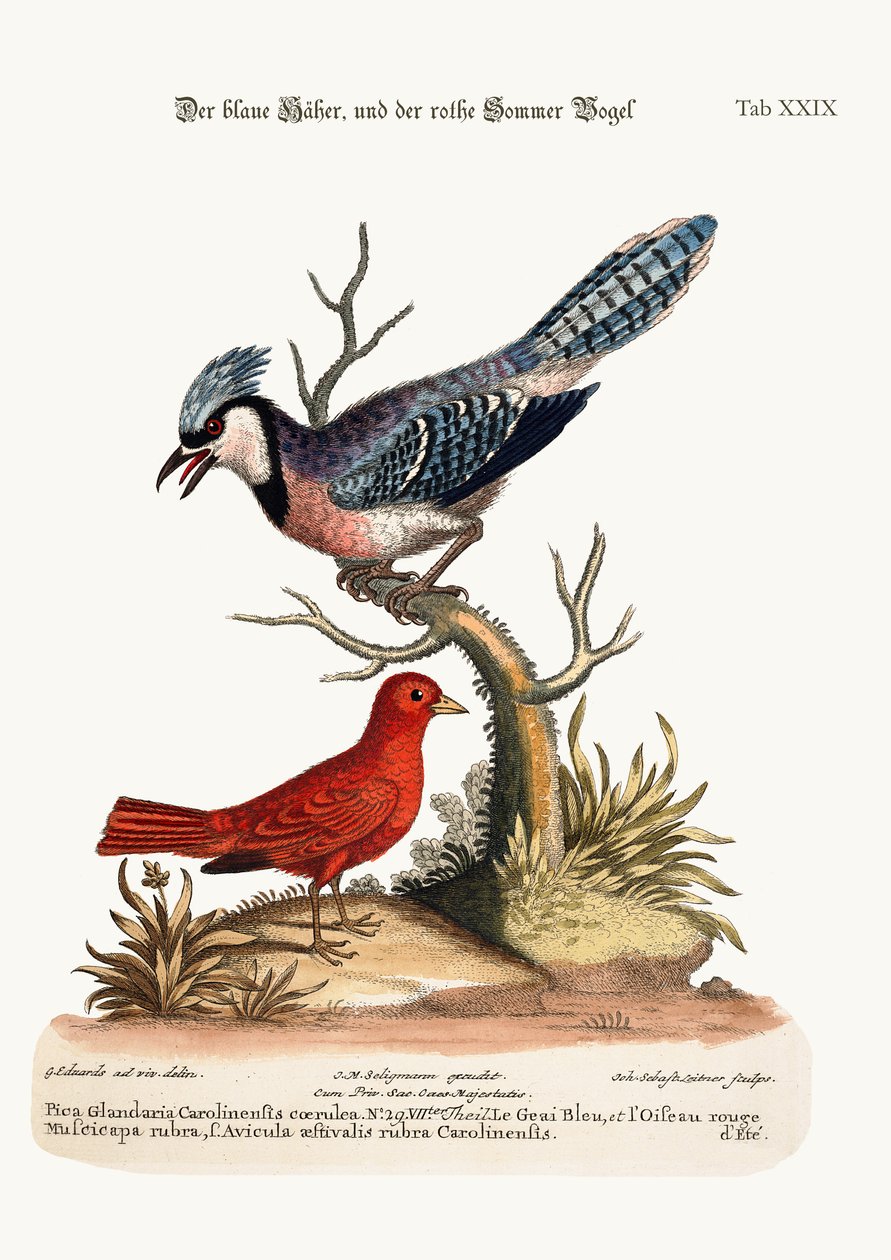 Blue Jay ve Yaz Kırmızı Kuşu, 1749-73 by George Edwards