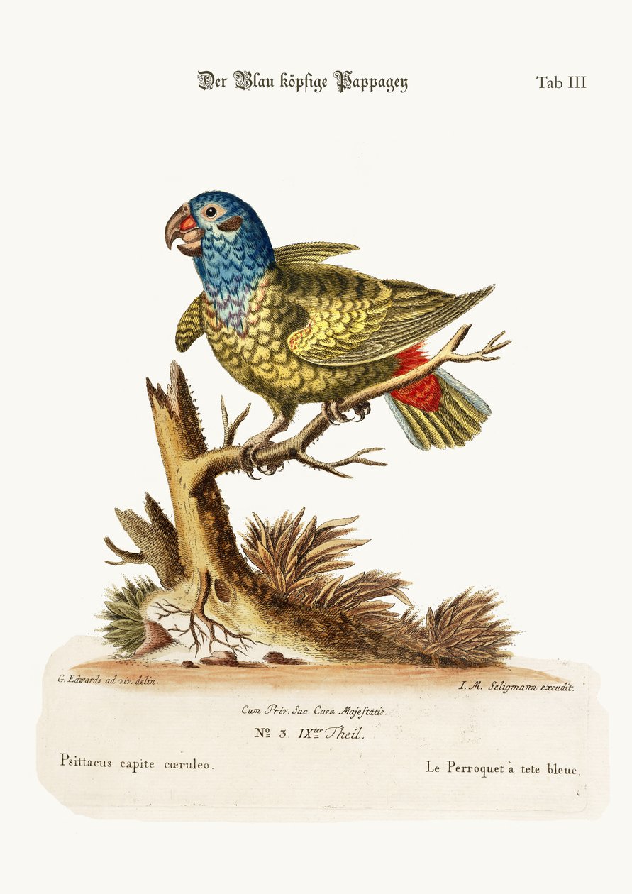 ನೀಲಿ-ತಲೆಯ ಗಿಳಿ, 1749-73 ಟರ್ಕ್ by George Edwards