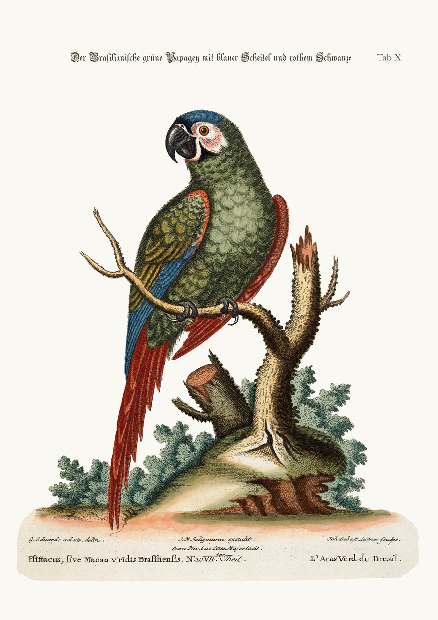 Brezilya Yeşil Amerika Papağanı, 1749-73 by George Edwards