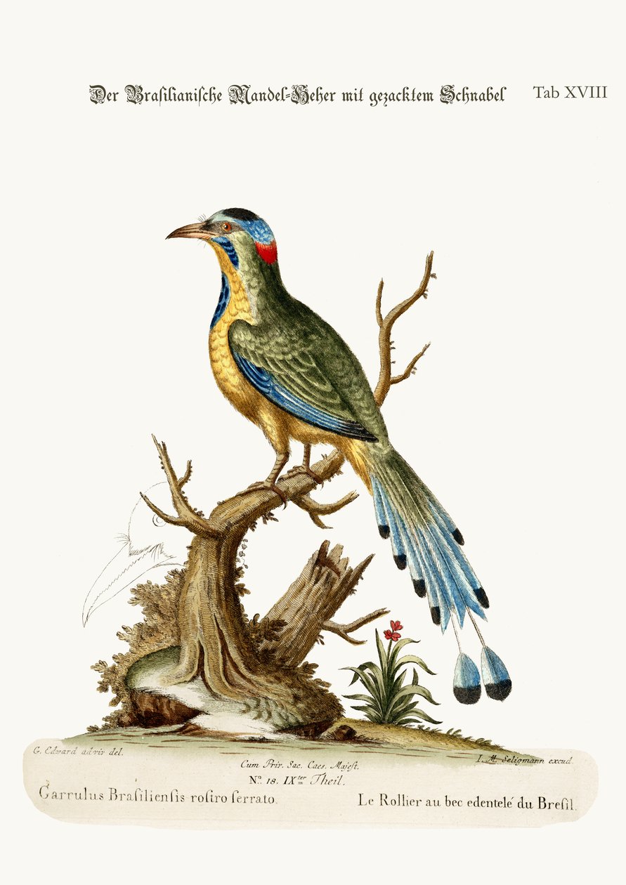 Brezilya Testere Gagalı Silindir, 1749-73 by George Edwards