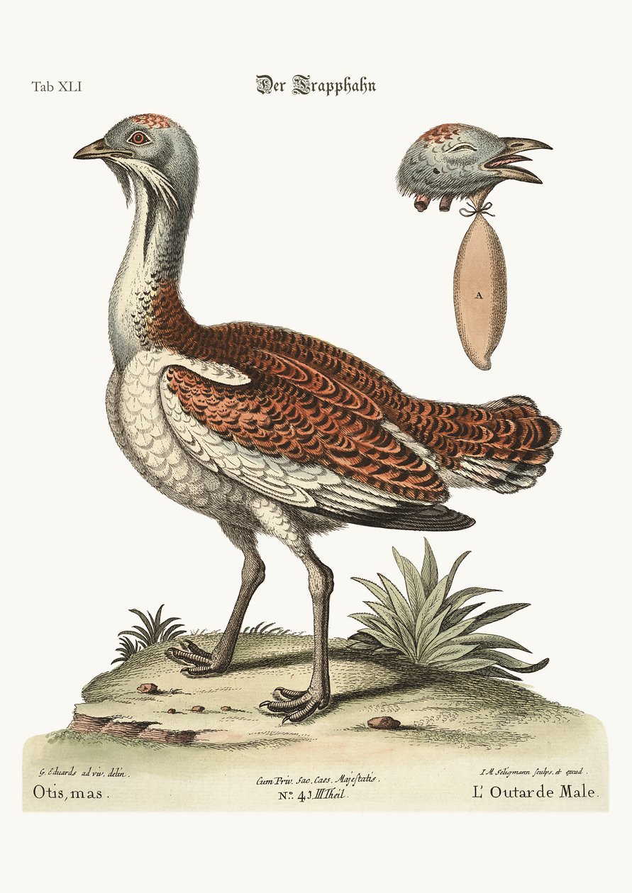 Bustard Horoz, 1749-73 by George Edwards