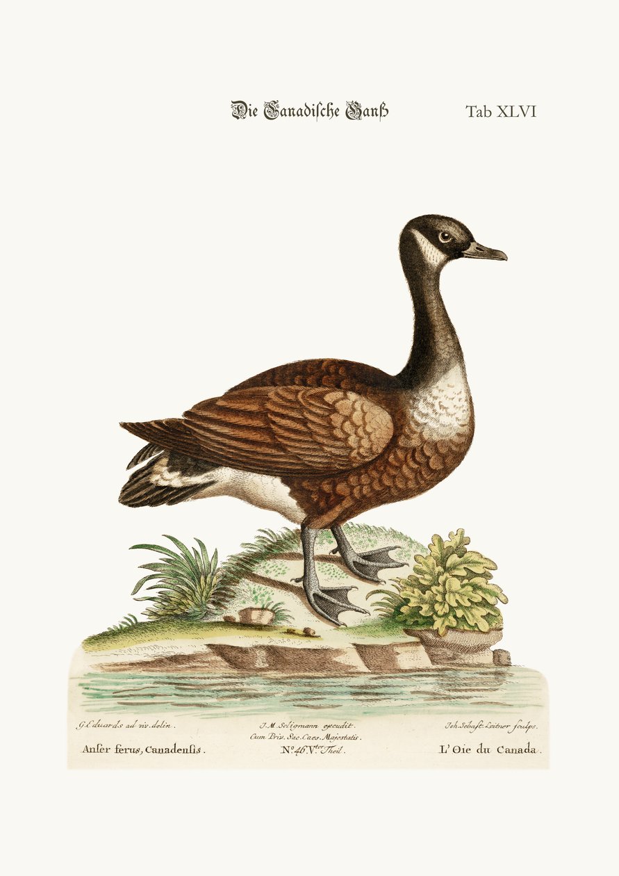 Kanada Kazı, 1749-73 by George Edwards