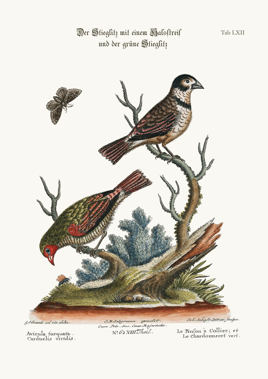 Yakalı Finch ve Yeşil Saka Kuşu, 1749-73 by George Edwards