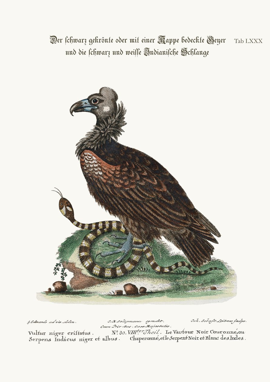 Tepeli veya Koped Kara Akbaba ve Siyah Beyaz Kızılderili Yılanı, 1749-73 by George Edwards
