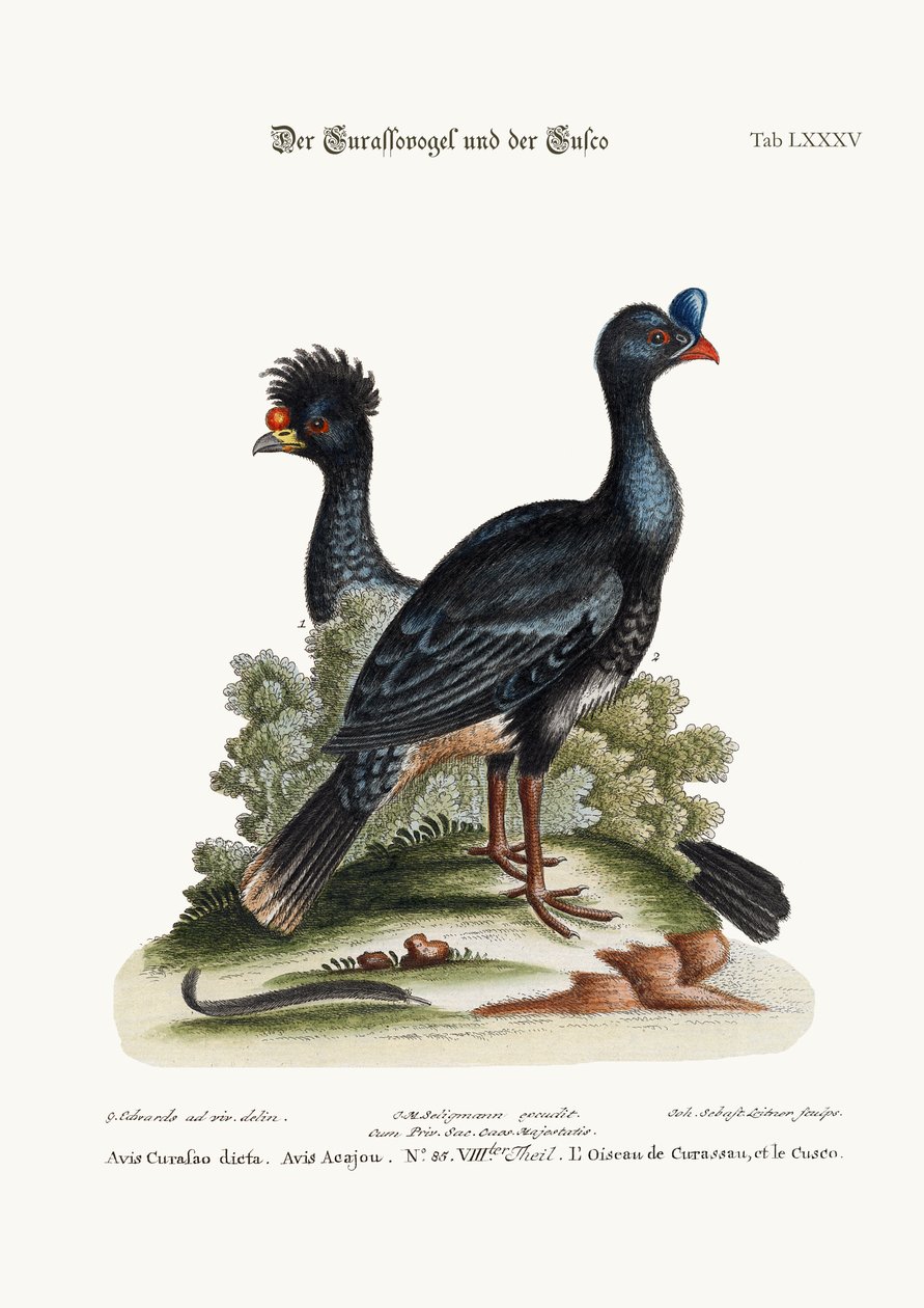Curasso Kuşu ve Cushew Kuşu, 1749-73 by George Edwards