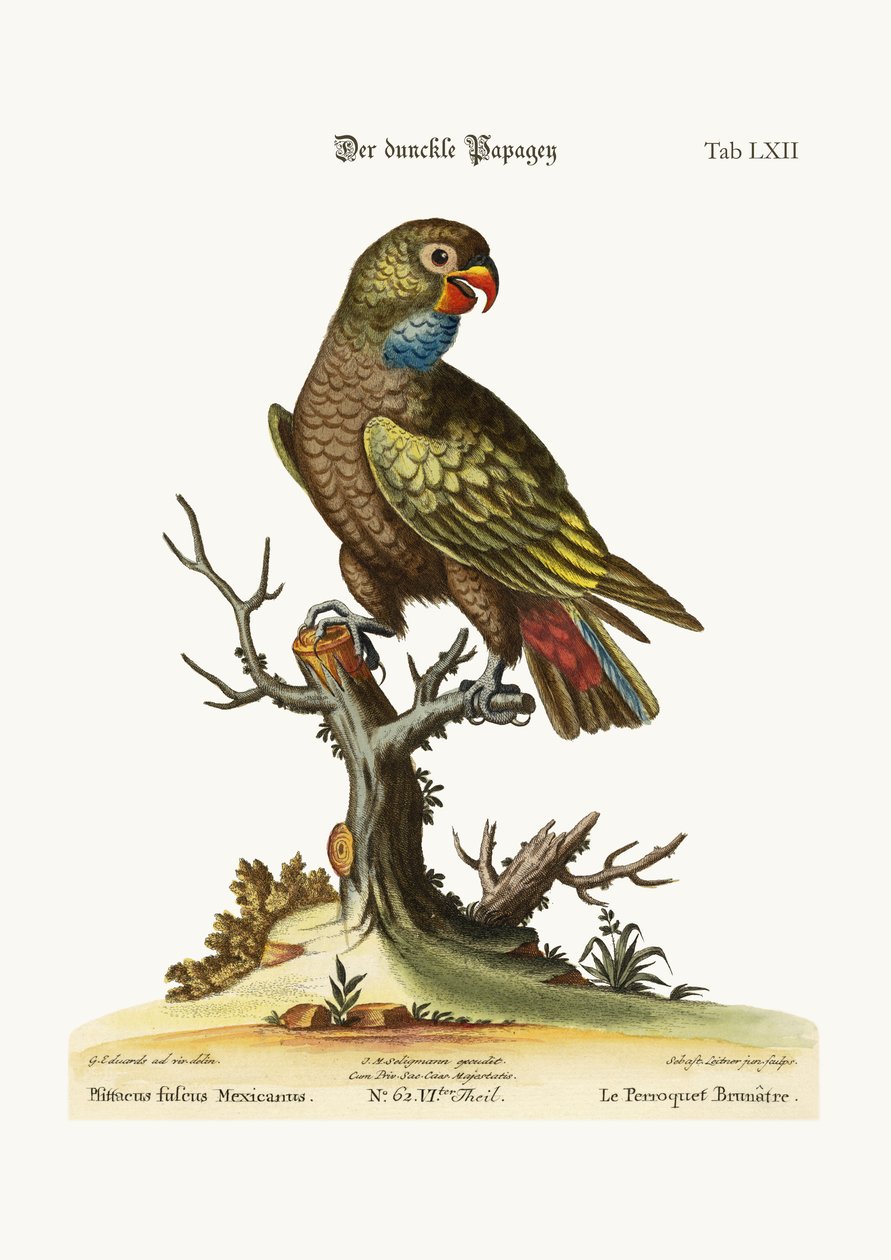 ಡಸ್ಕಿ ಗಿಳಿ, 1749-73 ಟರ್ಕ್ by George Edwards