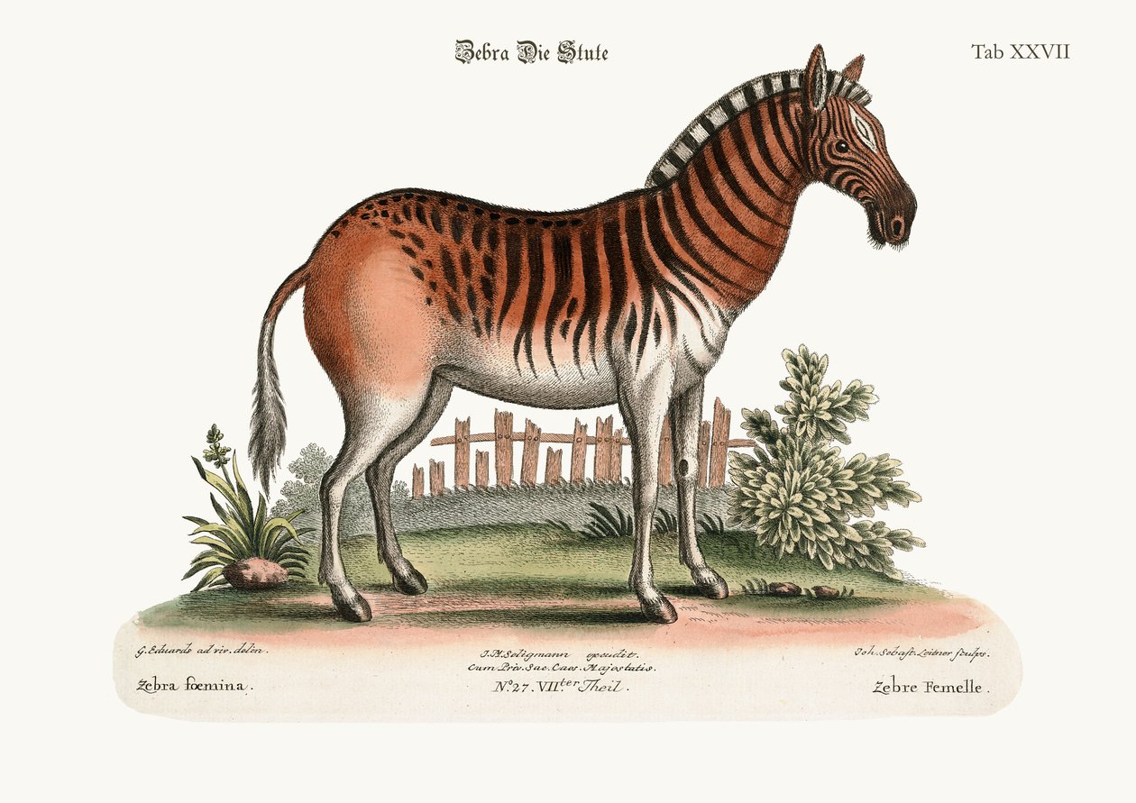 ಸ್ತ್ರೀ ಜೀಬ್ರಾ, 1749-73 ಟರ್ಕ್ by George Edwards