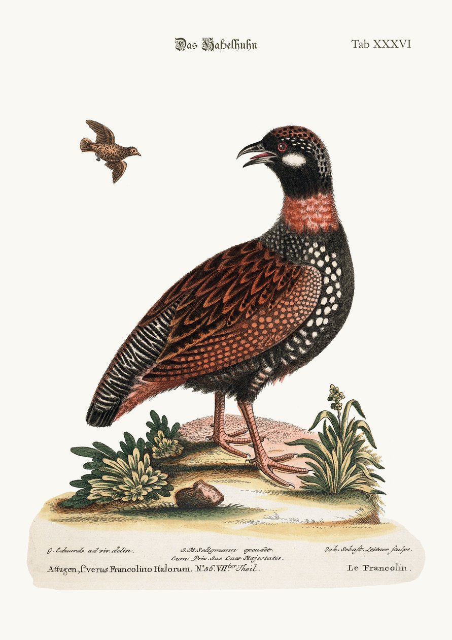 Francolin, 1749-73 by George Edwards