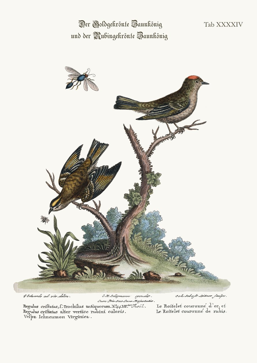 Altın Taçlı Çalı Kuşu ve Yakut Taçlı Çalı Kuşu, 1749-73 by George Edwards
