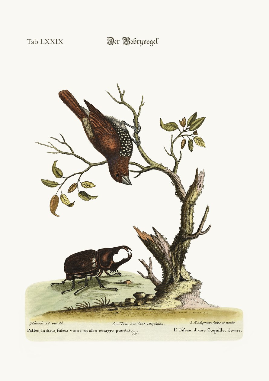 Gowry Kuşu, 1749-73 by George Edwards