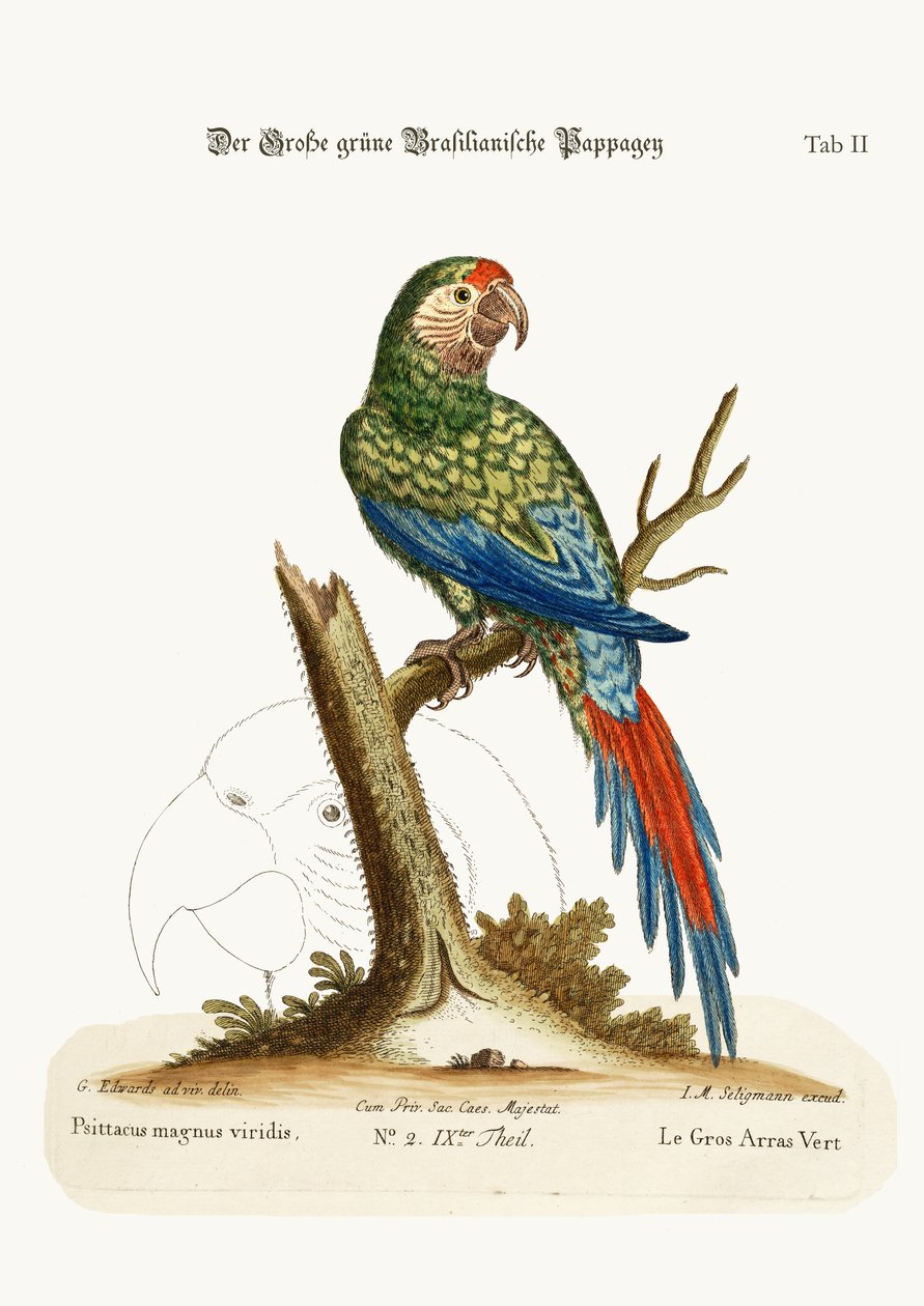 Büyük Yeşil Maccaw, 1749-73 by George Edwards