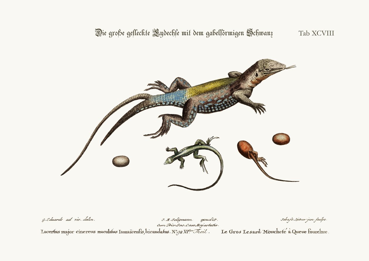 Çatal Kuyruklu Büyük Benekli Kertenkele, 1749-73 by George Edwards