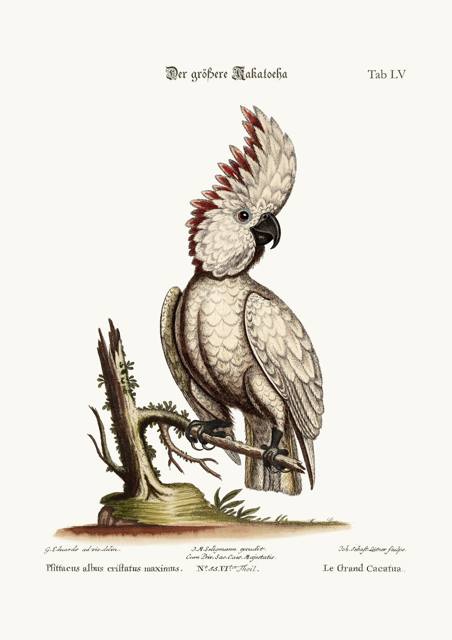 The Greater Cockatoo, 1749-73  by George Edwards