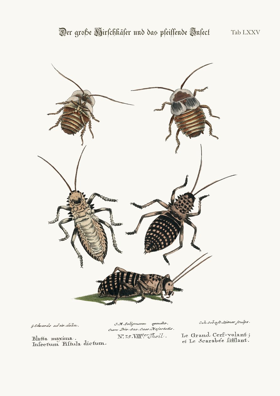 ಗ್ರೇಟರ್ ಜಿರಳೆ, ಮತ್ತು ಶಿಳ್ಳೆ ಕೀಟ, 1749-73 ಟರ್ಕ್ by George Edwards