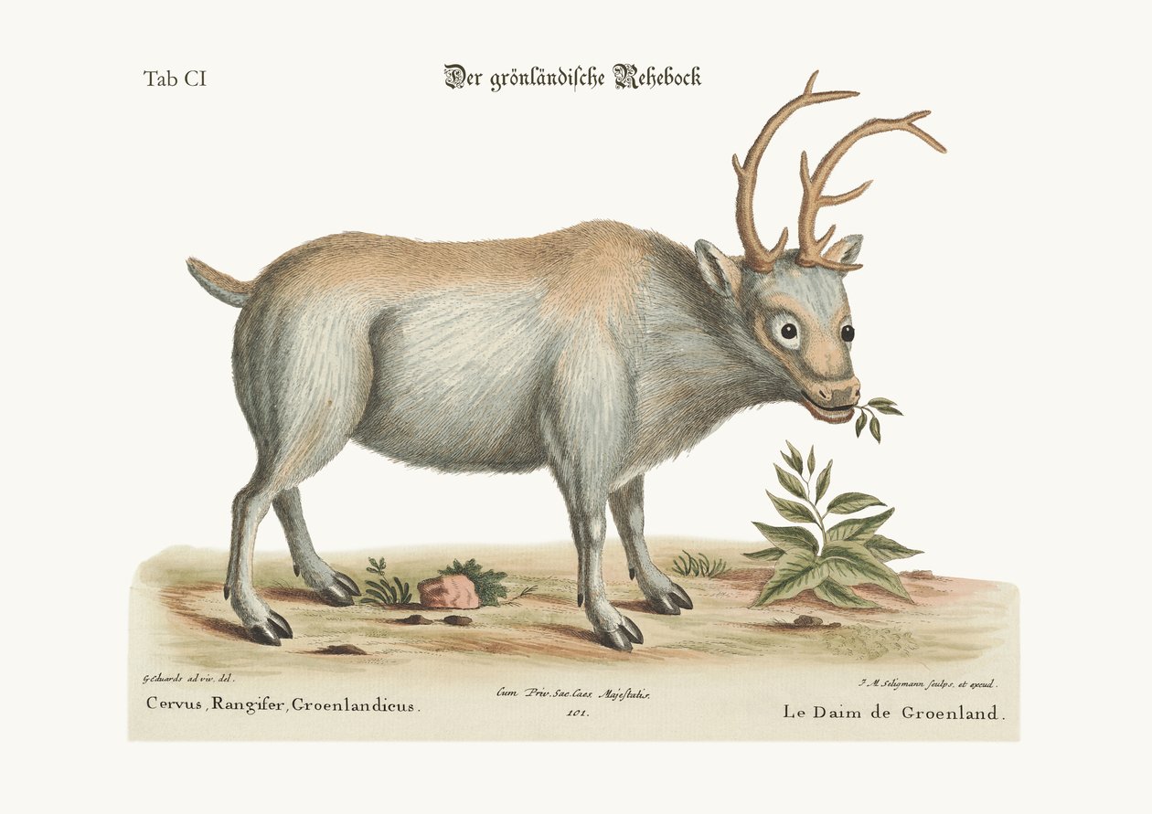 Grönland Buck, 1749-73 by George Edwards