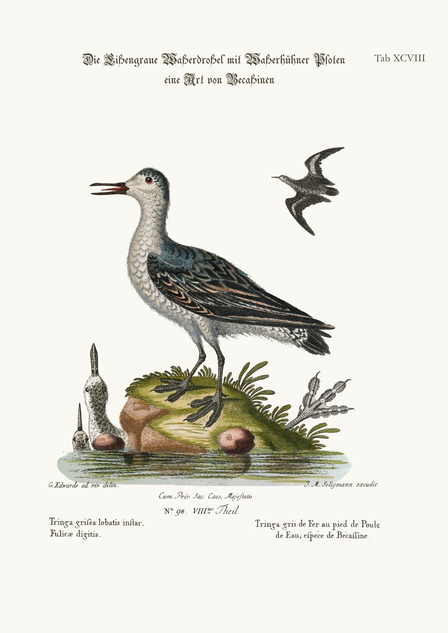Gri Coot-ayaklı Tringa, 1749-73 by George Edwards