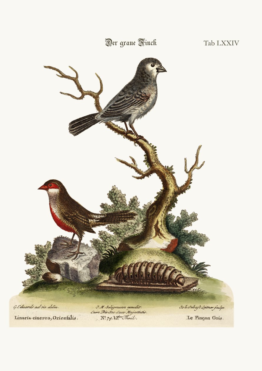 Gri Finch. Balmumu Faturası, 1749-73 by George Edwards