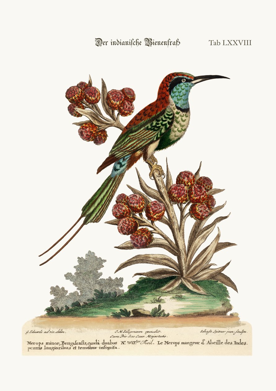 Hint Arı Yiyen, 1749-73 by George Edwards