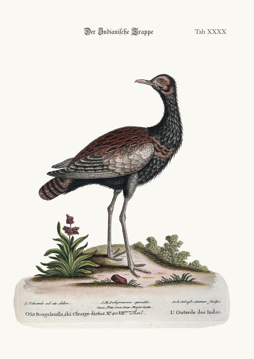 Hint Bustard, 1749-73 by George Edwards