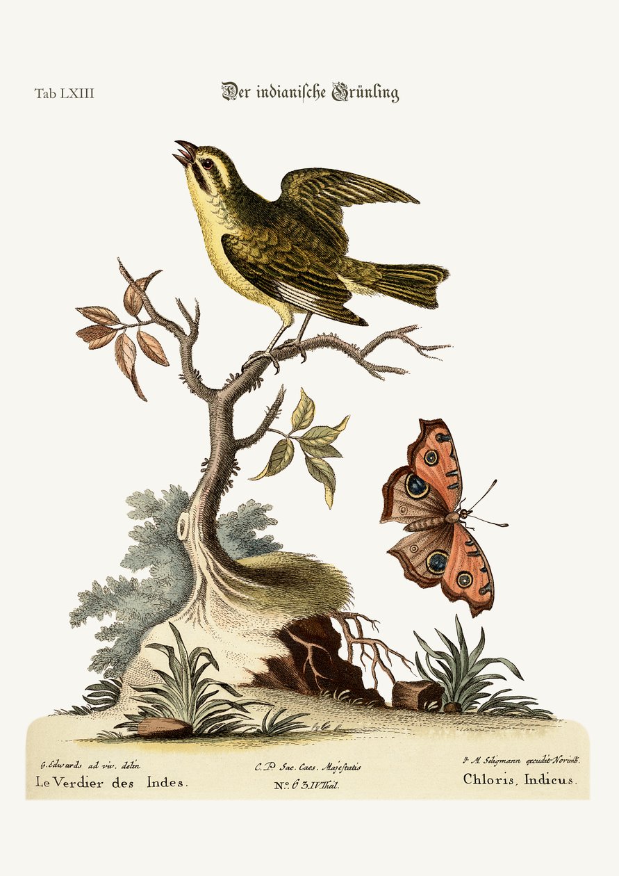 Hint Greenfinch, 1749-73 by George Edwards