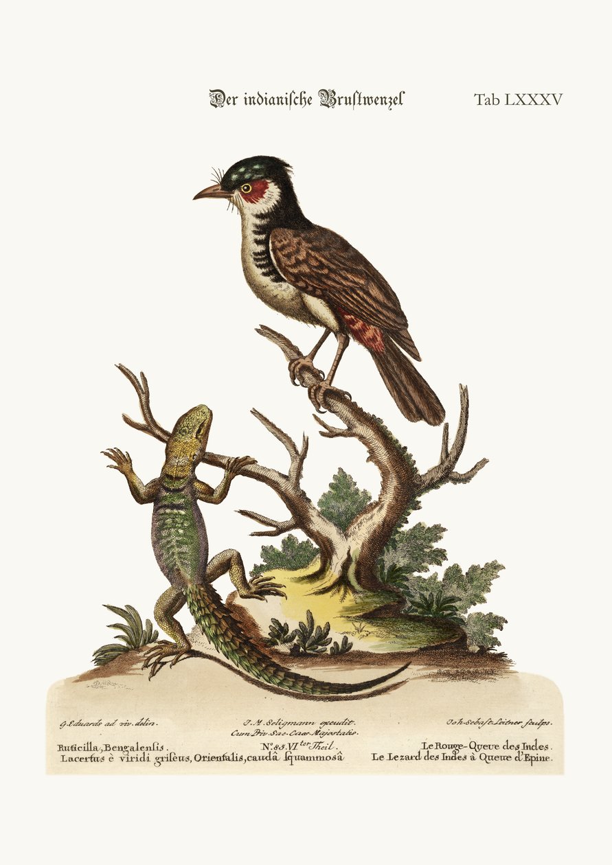 Hint Kızılbaşlangıcı. Diken Kuyruklu Hint Kertenkelesi, 1749-73 by George Edwards