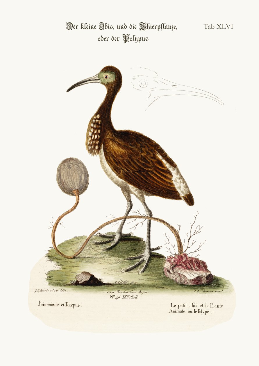 Küçük Ibis ve Hayvan-Bitki veya Polype, 1749-73 renkli gravür by George Edwards
