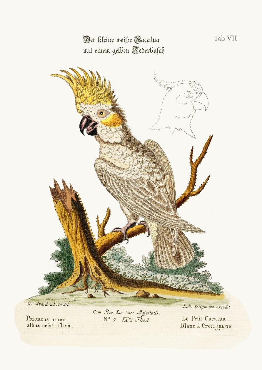 ಹಳದಿ ಕ್ರೆಸ್ಟ್ನೊಂದಿಗೆ ಕಡಿಮೆ ಬಿಳಿ ಕಾಕಟೂ, 1749-73 ಟರ್ಕ್ by George Edwards