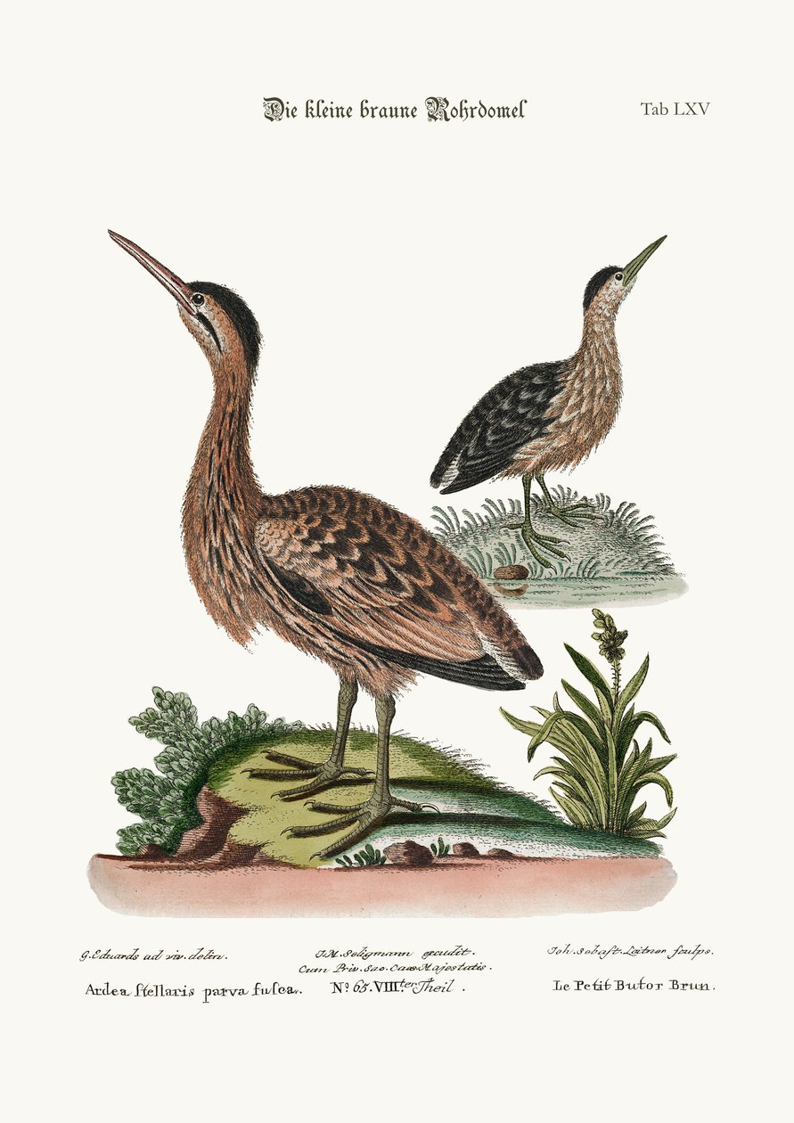 ದಿ ಲಿಟಲ್ ಬ್ರೌನ್ ಬಿಟರ್ನ್, 1749-73 ಟರ್ಕ್ by George Edwards