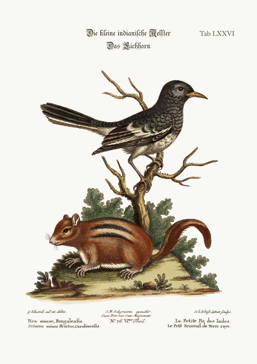 Küçük Hint Pye. Yer Sincabı, 1749-73 by George Edwards