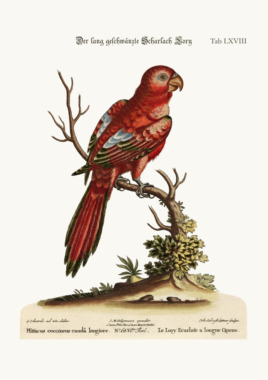 Uzun Kuyruklu Scarlet Lory, 1749-73 by George Edwards
