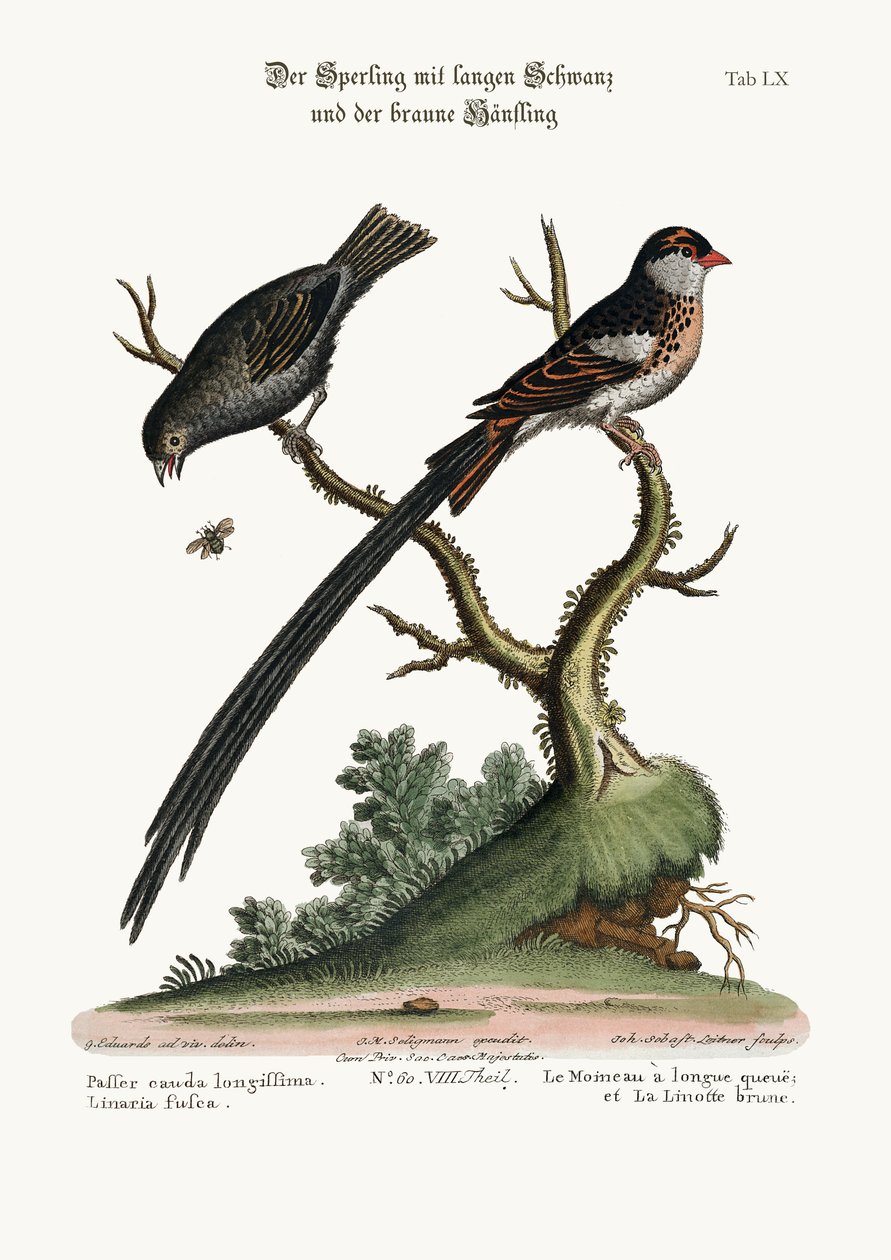 Uzun Kuyruklu Serçe ve Gölgeli Linnet, 1749-73 by George Edwards