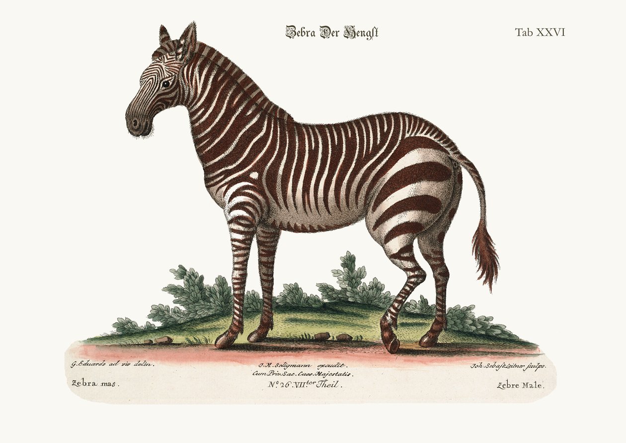 Erkek Zebra, 1749-73 by George Edwards