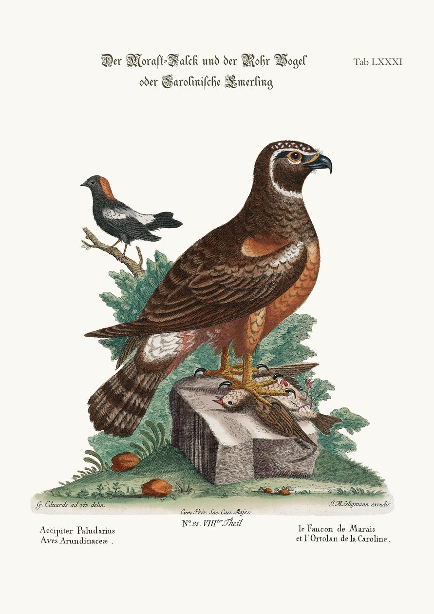 Marsh-Hawk ve Reed-Birds, 1749-73 by George Edwards