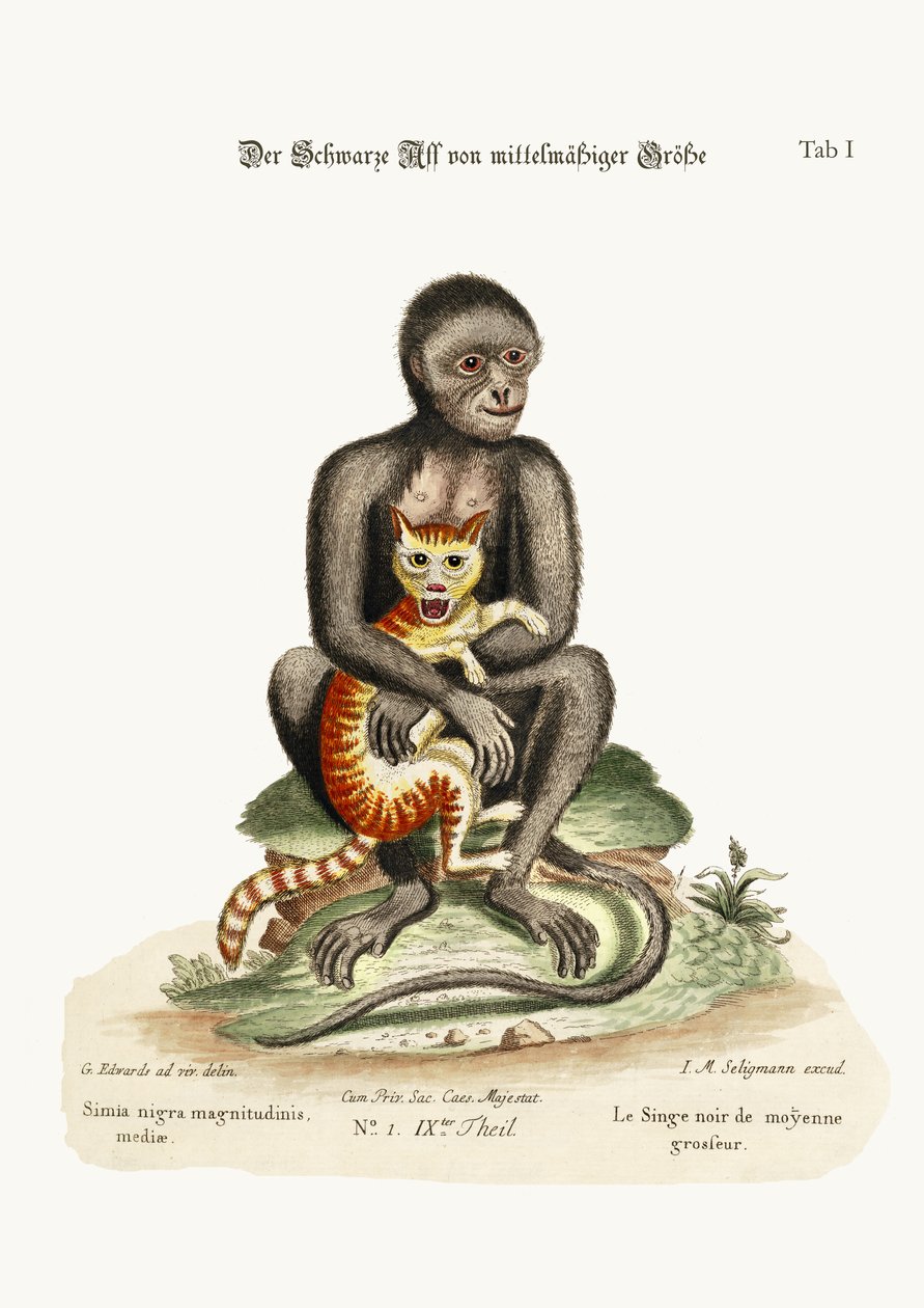 Orta Boy Kara Maymun, 1749-73 by George Edwards