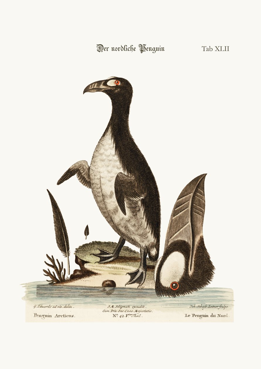 Kuzey Pengueni, 1749-73 by George Edwards