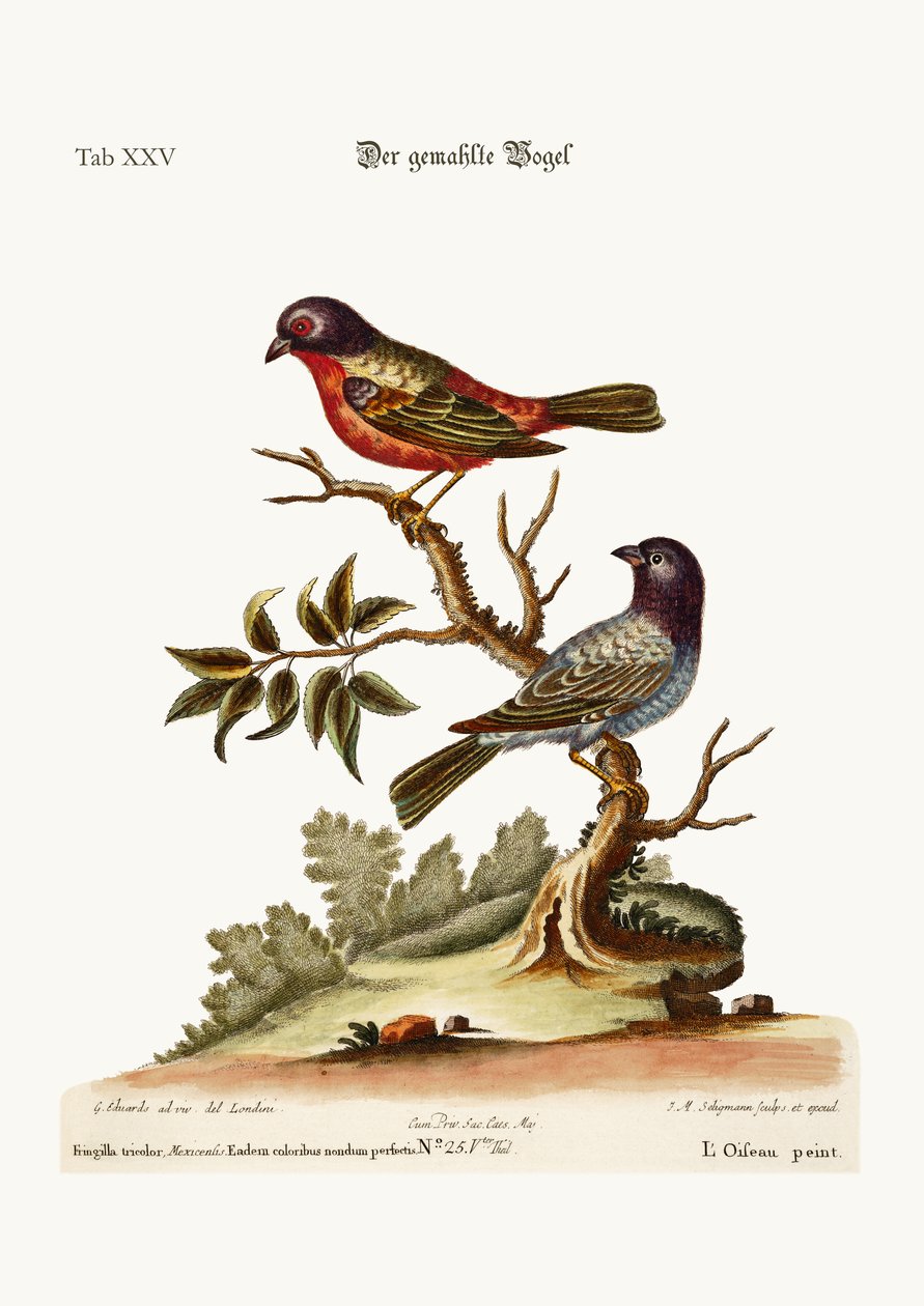 Boyalı Finch, 1749-73 by George Edwards