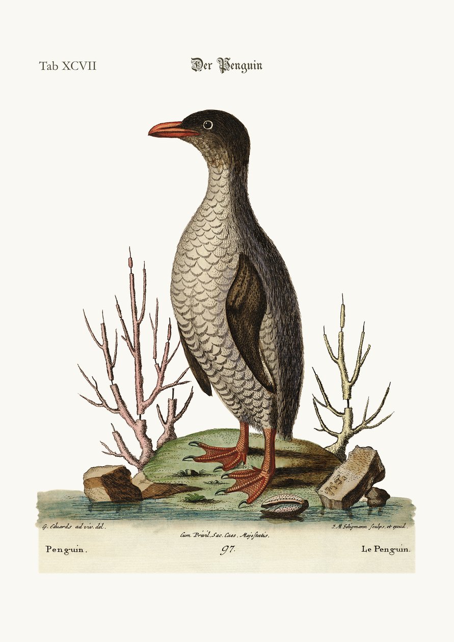 Penguen, 1749-73 by George Edwards