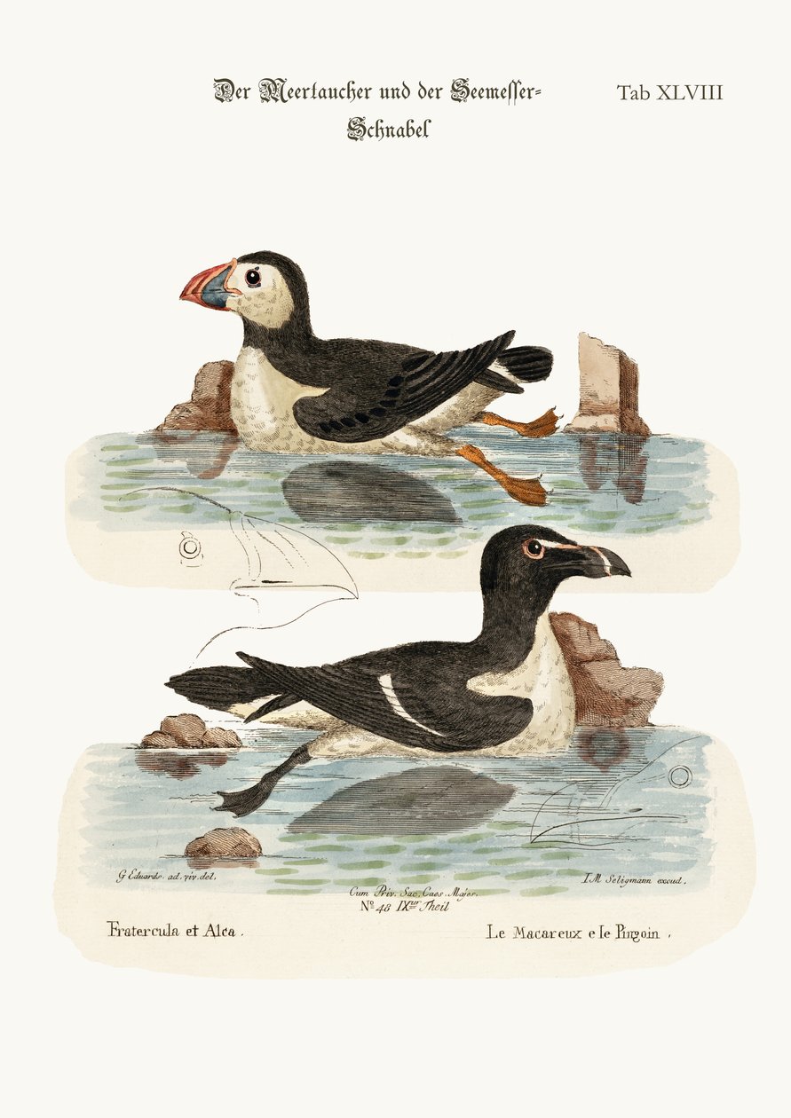 Puffin ve Razor-fatura, 1749-73 by George Edwards