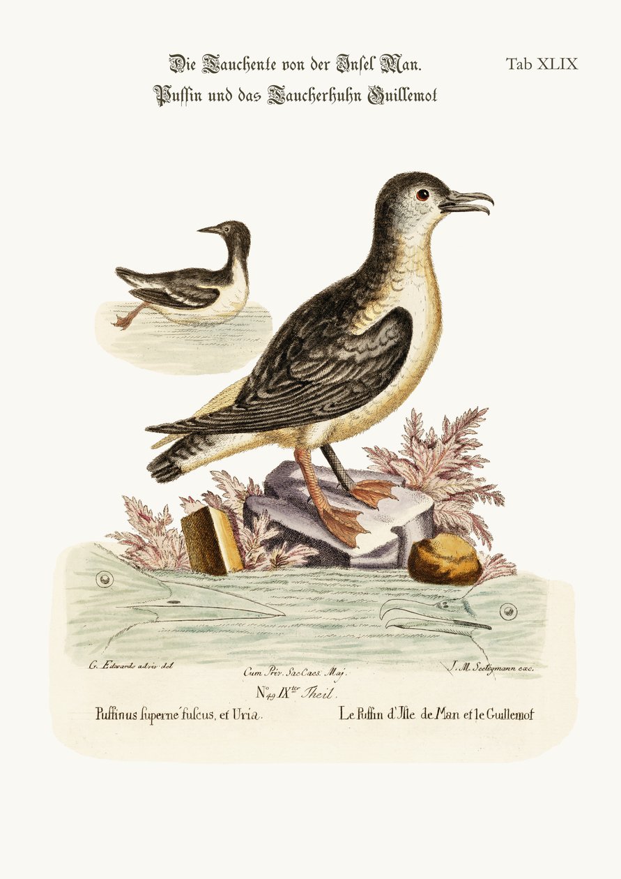 Man Adası Puffin ve Guillemot, 1749-73 by George Edwards