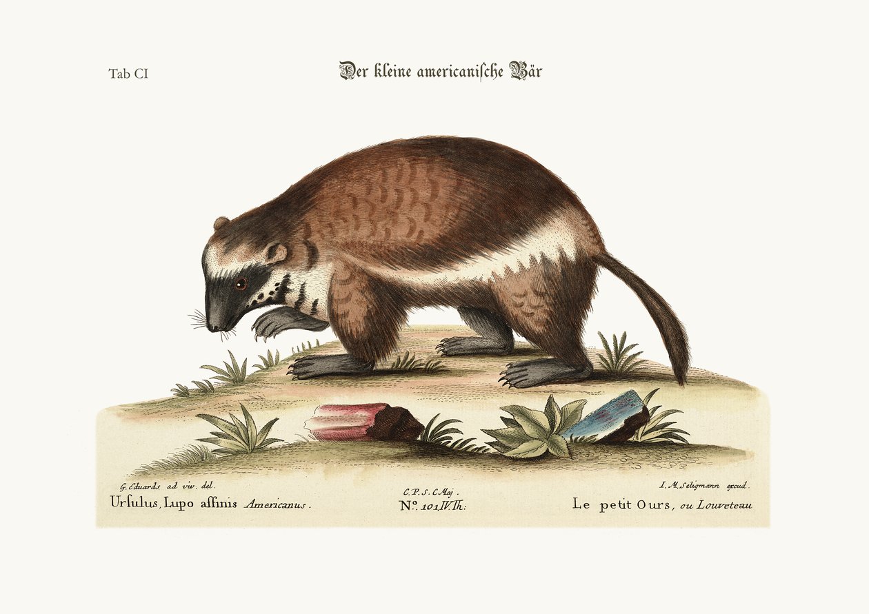 Quick-Hatch veya Wolverene, 1749-73 by George Edwards