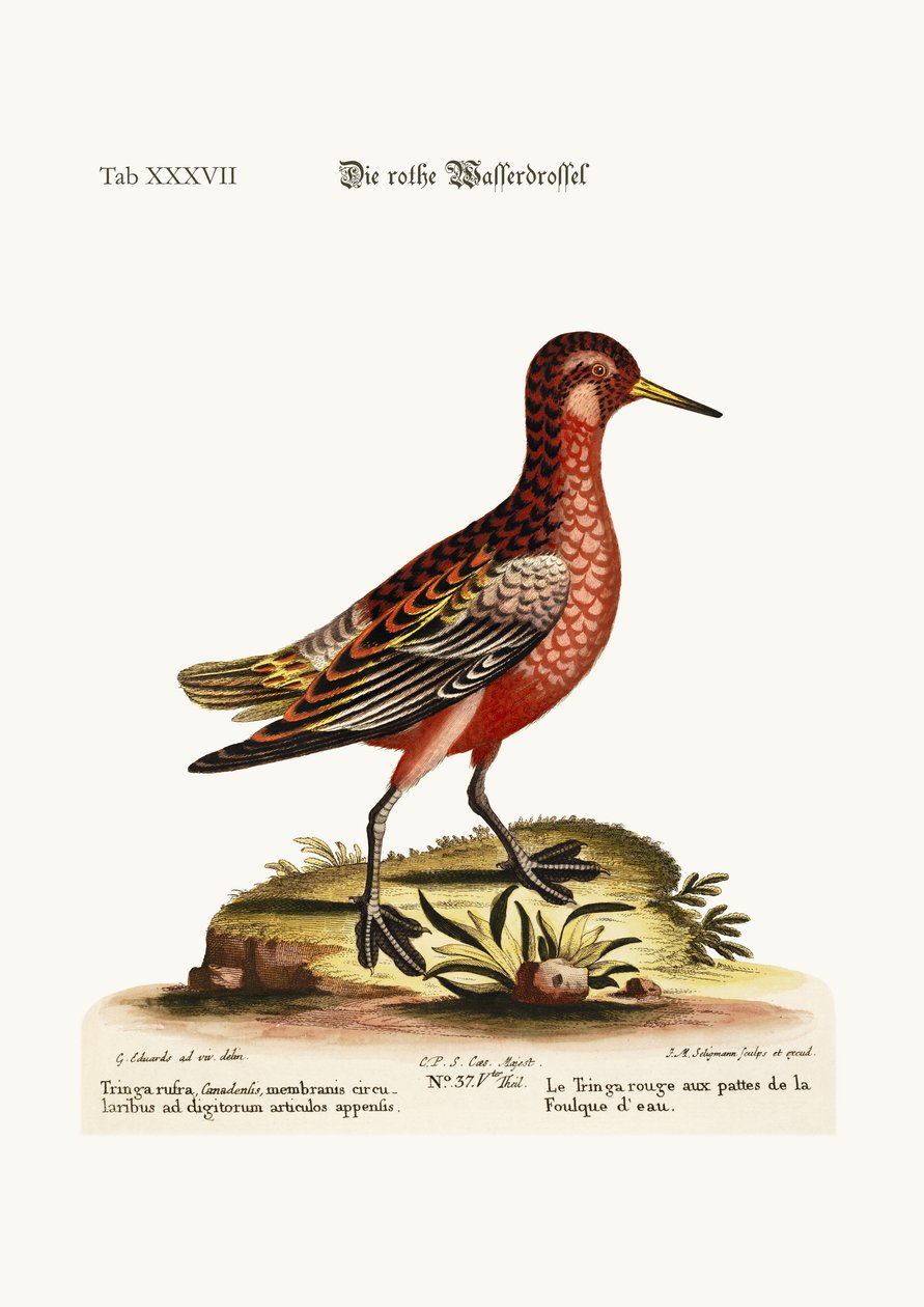 Kırmızı Coot-ayaklı Tringa, 1749-73 by George Edwards