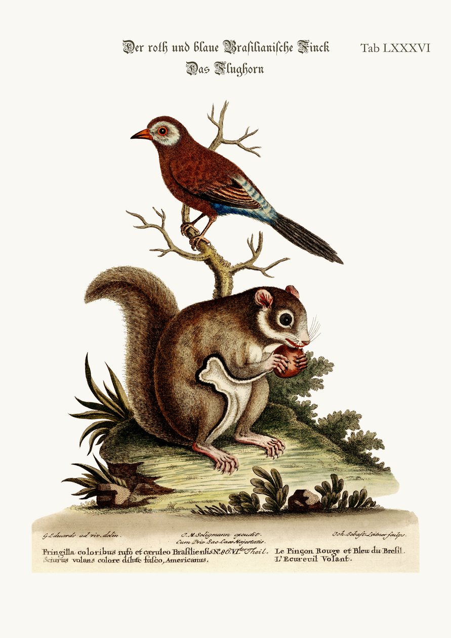 Kırmızı ve Mavi Brezilya Finch. Uçan Sincap, 1749-73 by George Edwards