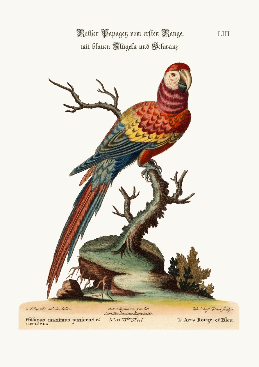 Kırmızı ve Mavi Amerika Papağanı, 1749-73 by George Edwards