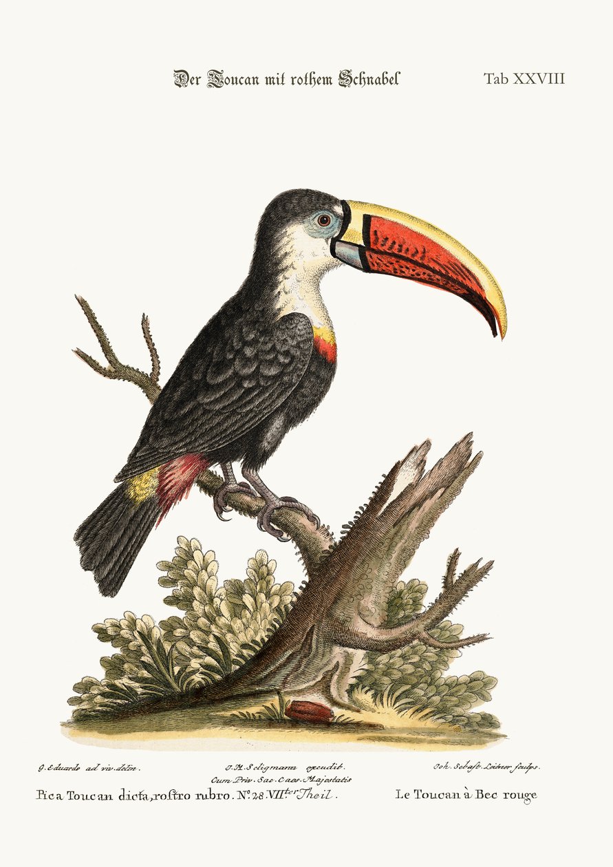 Kırmızı Gagalı Toucan, 1749-73 by George Edwards