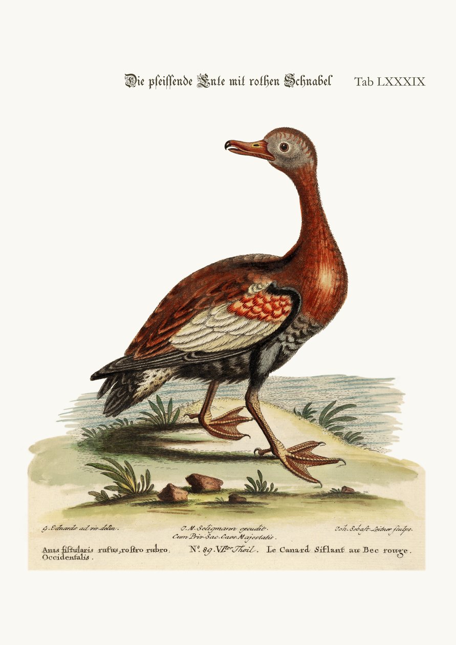 The Red-billed Whistling Duck, 1749-73  by George Edwards