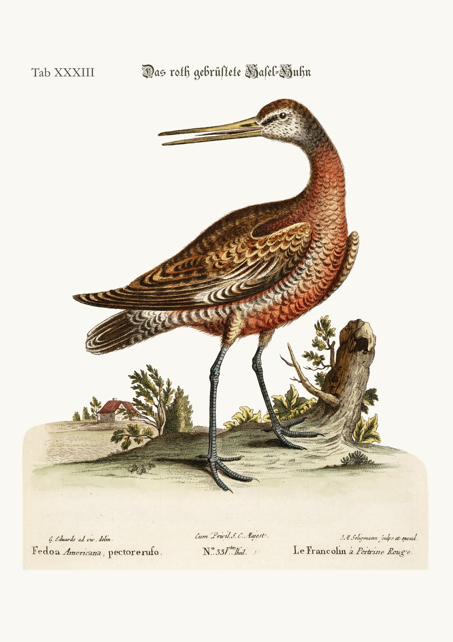 Kızıl Göğüslü Godwit, 1749-73 by George Edwards