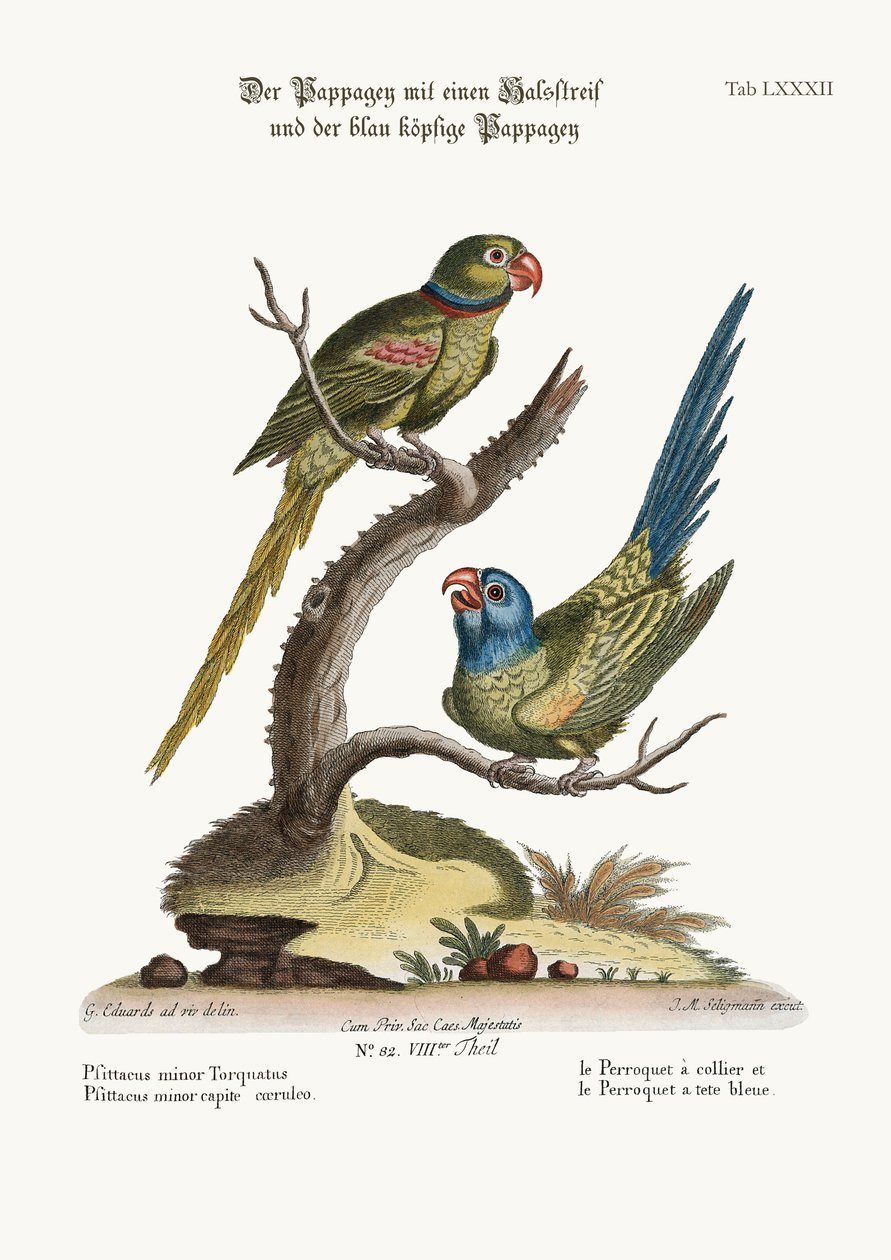 Yüzük Papağanı ve Mavi Başlı Papağan, 1749-73 by George Edwards