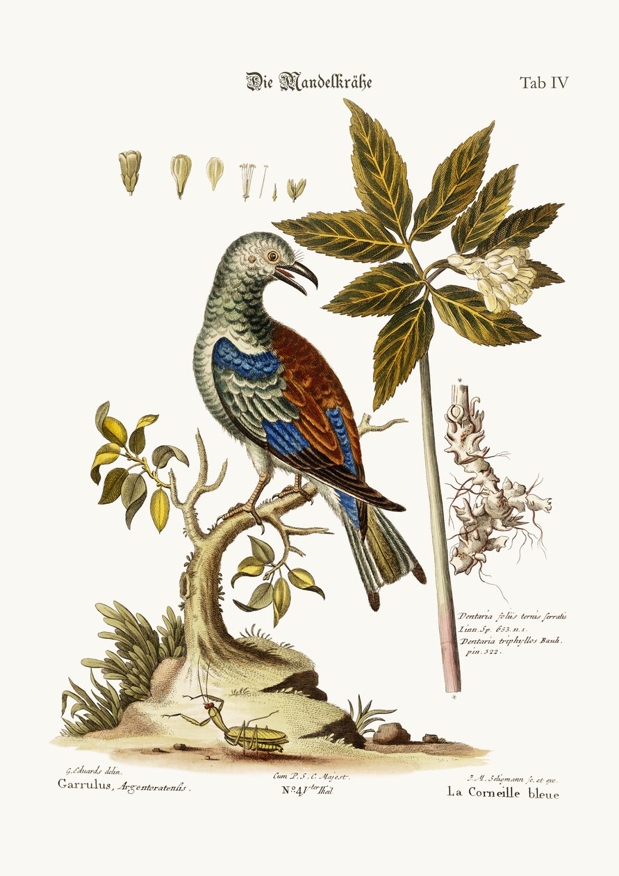 Silindir, 1749-73 by George Edwards